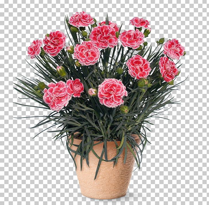 Gardening Direct Perennial Plant Pink Jersey Plants Direct PNG, Clipart, Artificial Flower, Begonia, Carnation, Cut Flowers, Dianthus Free PNG Download