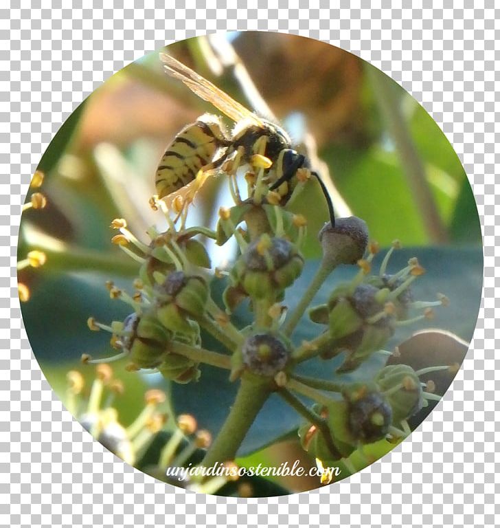 Honey Bee Levante Common Ivy Araliaceae PNG, Clipart, Araliaceae, Arthropod, Bee, Common Ivy, Common Name Free PNG Download