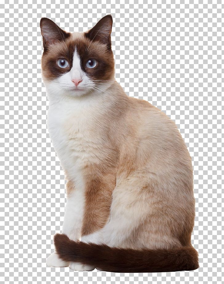 Snowshoe Cat Birman Siamese Cat Stock Photography Breed PNG, Clipart, American Wirehair, Animal, Animals, Asian, Birman Free PNG Download