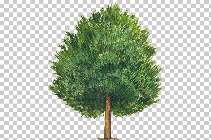 Stone Pine Pinus Montezumae Pine Nut Tree Pinus Cembroides PNG, Clipart, Conifer, Evergreen, Ginkgo Biloba, Grass, Larch Free PNG Download