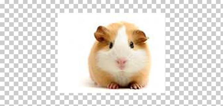 American Guinea Pig High-definition Television Desktop Caring For Your Guinea Pig PNG, Clipart, 8k Resolution, American Guinea Pig, Animal, Animals, Caring For Your Guinea Pig Free PNG Download