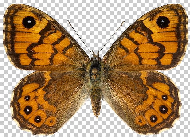 Butterfly Lasiommata Megera Female Stock Photography Lasiommata Petropolitana PNG, Clipart, Arthropod, Brush Footed Butterfly, Butterflies And Moths, Butterfly, Colias Free PNG Download