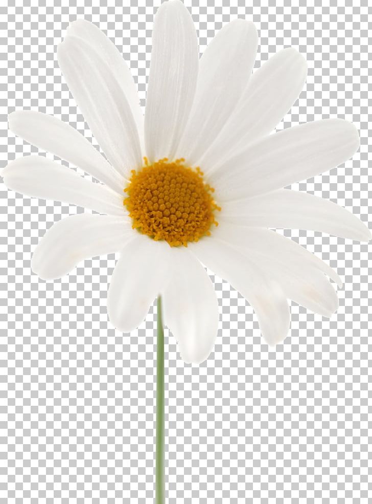 Common Daisy Oxeye Daisy Marguerite Daisy Chrysanthemum Roman Chamomile PNG, Clipart, Chamaemelum Nobile, Chamomile, Chrysanthemum, Chrysanths, Closeup Free PNG Download