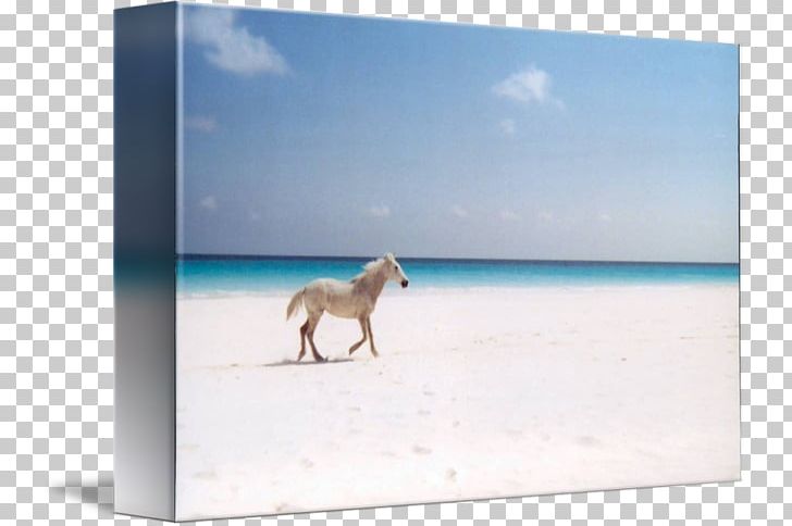 Horse Gallery Wrap Frames Canvas Sea PNG, Clipart, Afro, Art, Canvas, Fauna, Gallery Wrap Free PNG Download