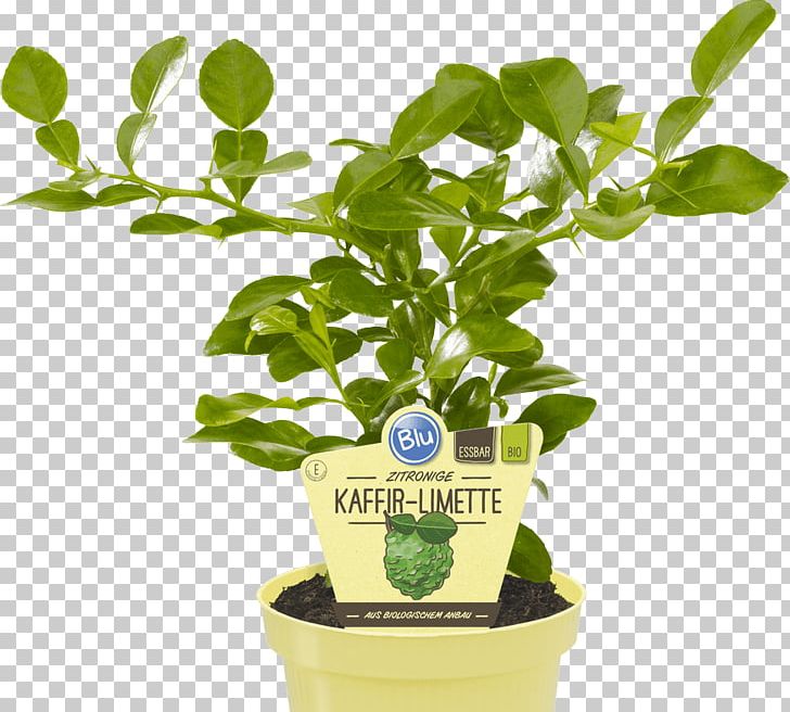 Kaffir Lime Chanh Thái Lemon Key Lime PNG, Clipart, Citrus, Flowerpot, Fruit, Grilling, Herb Free PNG Download