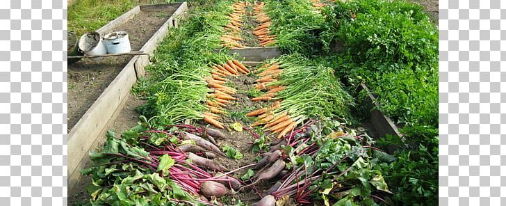 Organic Food Heirloom Plant Vegetable Garden PNG, Clipart, Chard, Crop, Food, Food Drinks, Garden Free PNG Download