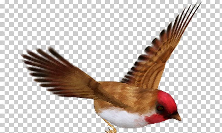 Bird Beak PNG, Clipart, Animals, Beak, Bird, Bird Of Prey, Blog Free PNG Download
