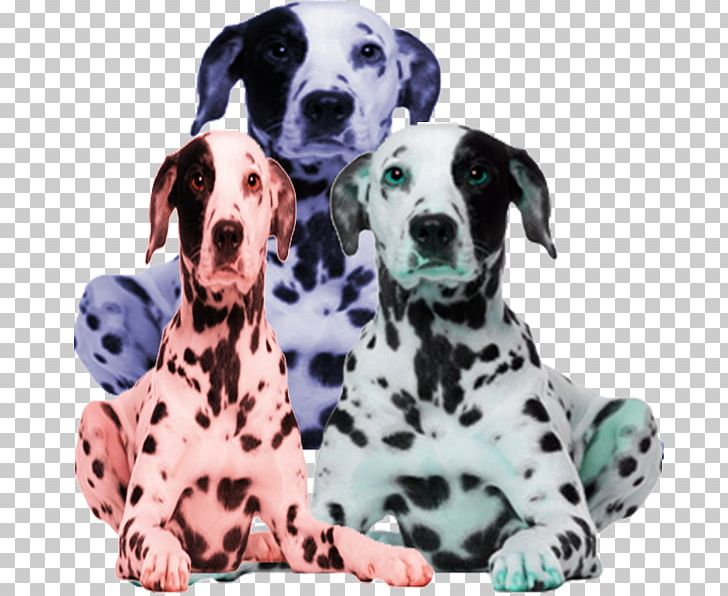 Dalmatian Dog Puppy Laughing Dog Day Care PNG, Clipart, Animals, Big, Big Dog, Black, Black Dog Free PNG Download