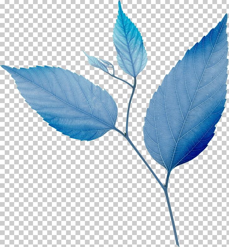 Leaf Blue Green PNG, Clipart, Blue, Branch, Color, Computer Icons, Corel Photopaint Free PNG Download