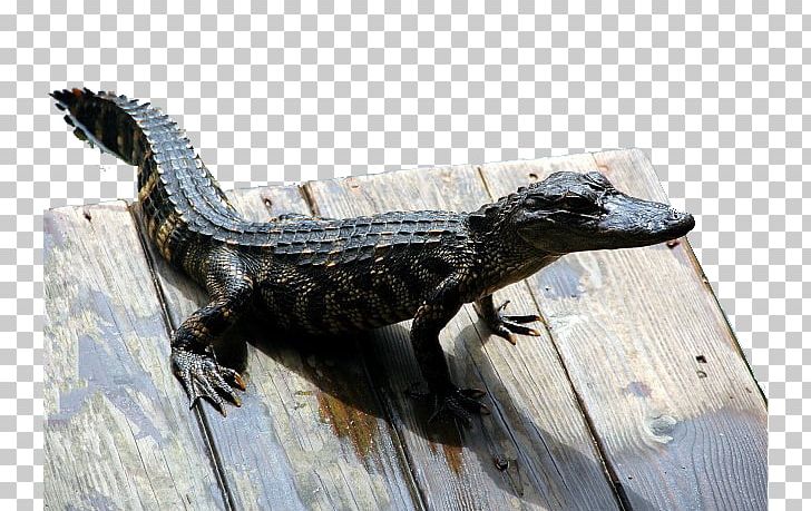 Everglades Reptile American Alligator Crocodile Snake PNG, Clipart, Alligator Eyes, Animal, Animals, Chinese Alligator, Crawl Free PNG Download