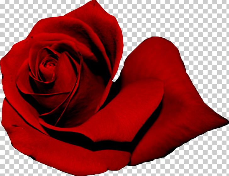 Garden Roses Red PNG, Clipart, Brightness, Closeup, Color, Data, Data Compression Free PNG Download