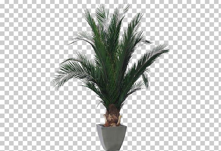 Phoenix Roebelenii Houseplant Arecaceae Tree PNG, Clipart, Arecaceae, Arecales, Areca Palm, Date Palm, Date Palms Free PNG Download
