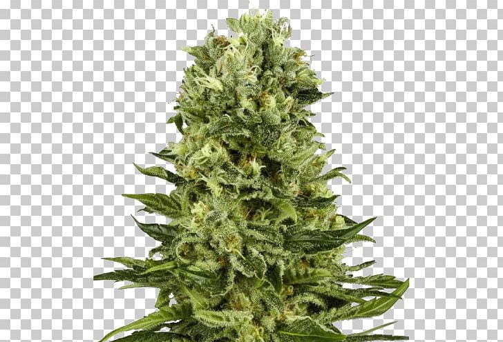 Skunk White Widow Autoflowering Cannabis Marijuana Cannabis Sativa PNG, Clipart, Animals, Autoflowering Cannabis, Cannabis, Cannabis Cultivation, Cannabis Sativa Free PNG Download