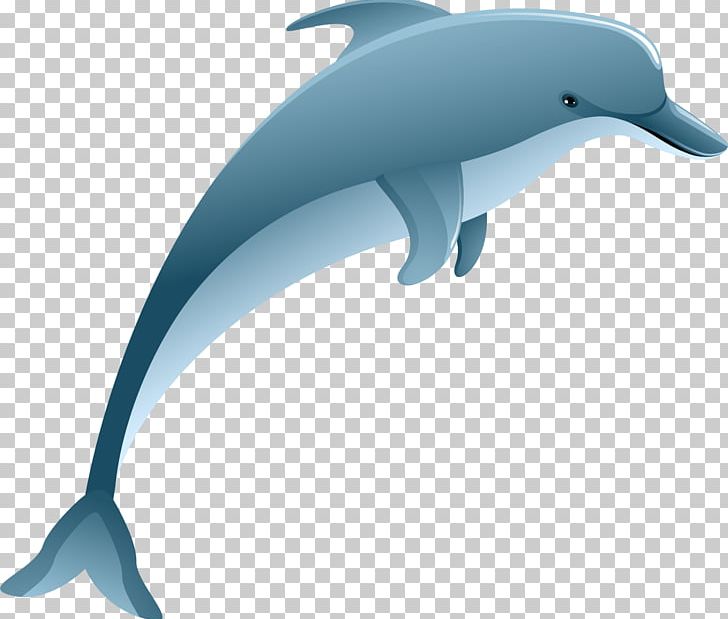 Common Bottlenose Dolphin Tucuxi Rough-toothed Dolphin Short-beaked Common Dolphin Spinner Dolphin PNG, Clipart, Animals, Blue, Cartoon Character, Cartoon Eyes, Fauna Free PNG Download