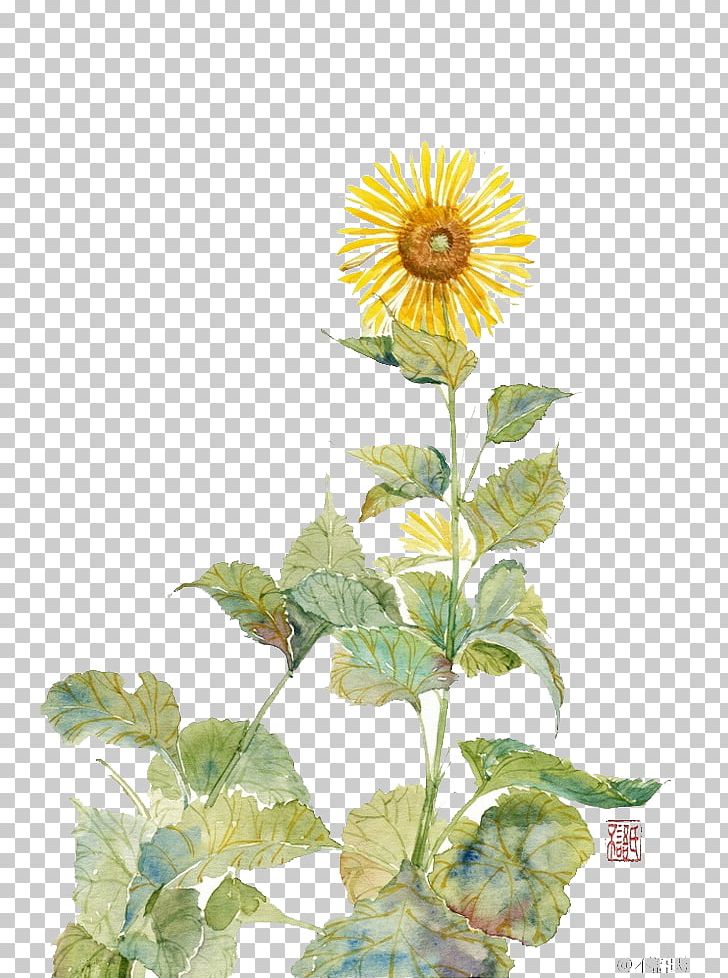 Common Sunflower Sunflower Student Movement Painting Flowers Watercolor Painting PNG, Clipart, Art, Cartoon, Colored Pencil, Common Sunflower, Daisy Family Free PNG Download