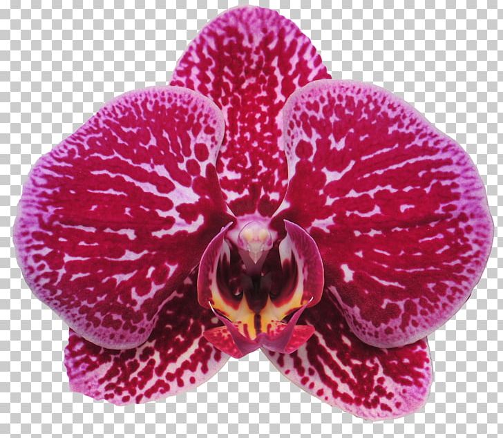 Moth Orchids Sinon Orchids Cut Flowers Plant PNG, Clipart, Cut Flowers, Flower, Flowering Plant, Fuchsia, Magenta Free PNG Download
