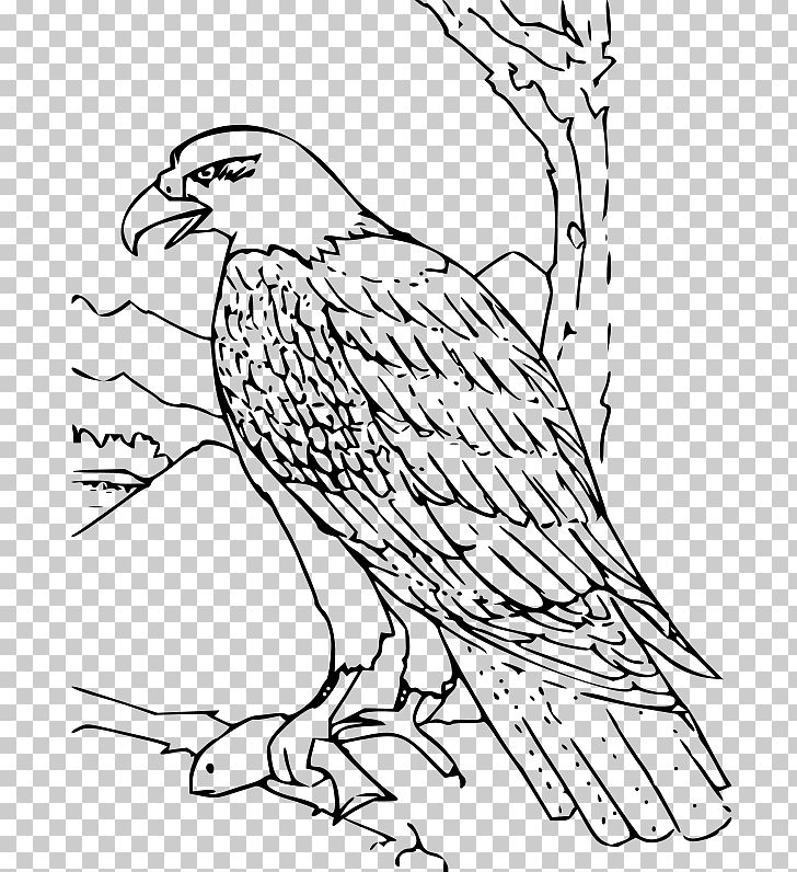 Bald Eagle White-tailed Eagle Coloring Book PNG, Clipart, Adult, Animal, Area, Art, Beak Free PNG Download