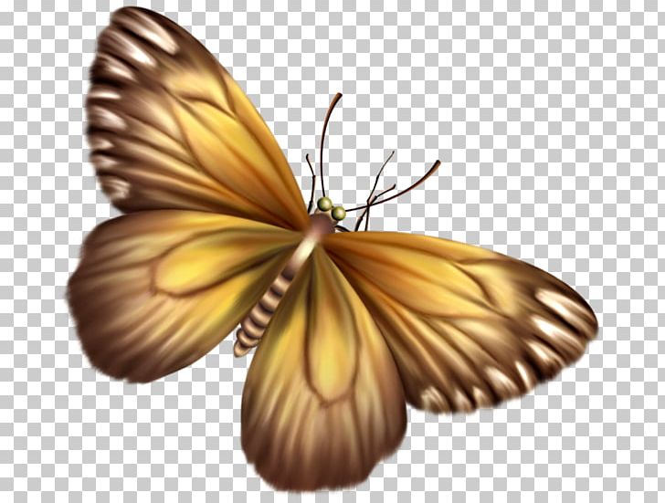 Monarch Butterfly Pieridae Drawing PNG, Clipart, Arthropod, Black And White, Bombycidae, Brush Footed Butterfly, Butterfly Free PNG Download