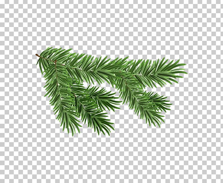 White Spruce Branch PNG, Clipart, Art, Branch, Christmas Ornament, Clip Art, Conifer Free PNG Download
