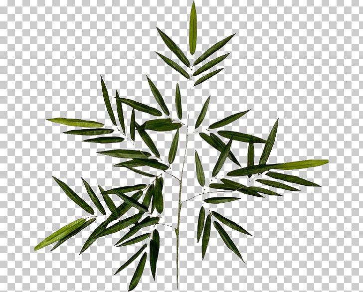 Branch Leaf Follaje Plant Stem Photography PNG, Clipart, Bamboo, Black And White, Branch, Follaje, Grass Free PNG Download