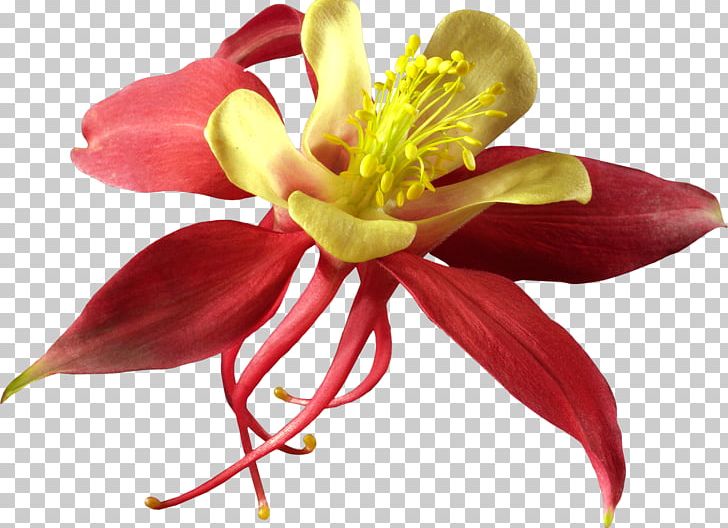 Cut Flowers Fuchsia Plant Cactaceae PNG, Clipart, Cactaceae, Color, Cut Flowers, Daylily, Flower Free PNG Download