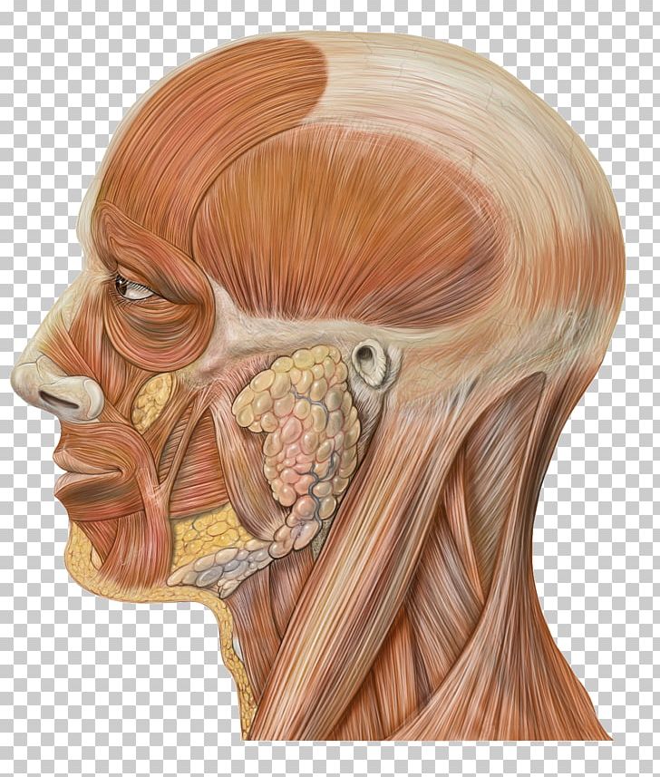 Head And Neck Anatomy Human Body Human Head PNG, Clipart, Anatomy, Artery, Bone, Brown Hair, Ear Free PNG Download