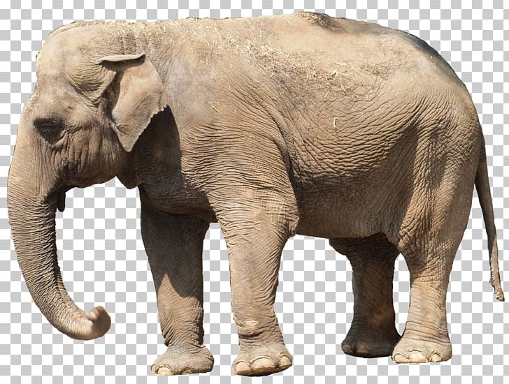 Indian Elephant African Elephant Niconico Tusk PNG, Clipart, African Elephant, Animal, Animals, Elephant, Elephants And Mammoths Free PNG Download