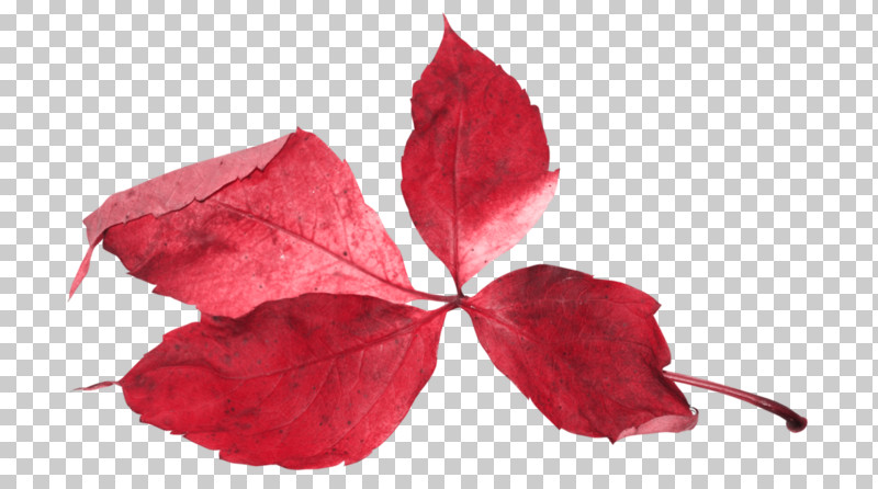 Leaf Red Flower Plant Petal PNG, Clipart, Anthurium, Flower, Leaf, Petal, Plant Free PNG Download