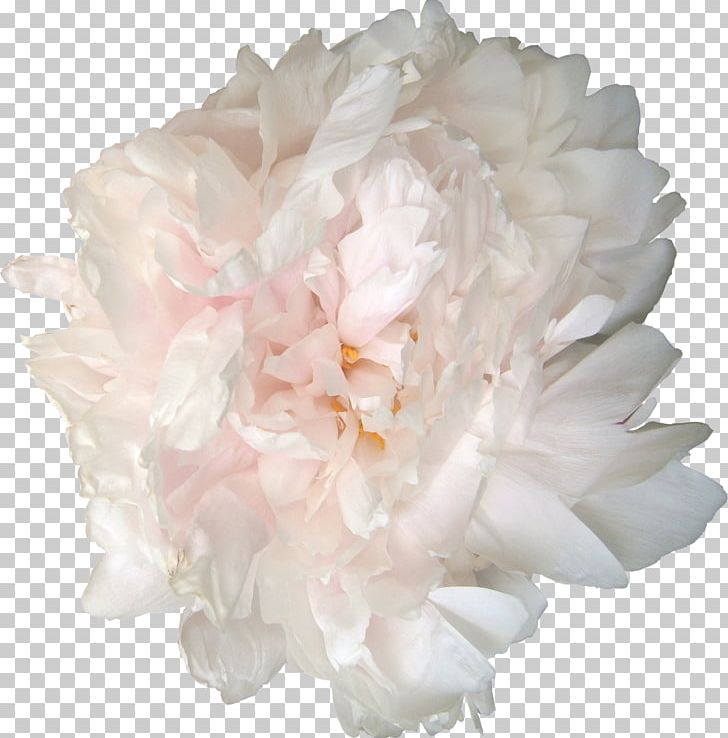 Peony Garden Roses Flower PNG, Clipart, Blog, Clip Art, Cut Flowers, Facebook, Flower Free PNG Download