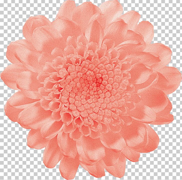 Vase Life Cut Flowers Carnation Pink PNG, Clipart, Carnation, Chrysanthemum, Chrysanths, Color, Cut Flowers Free PNG Download