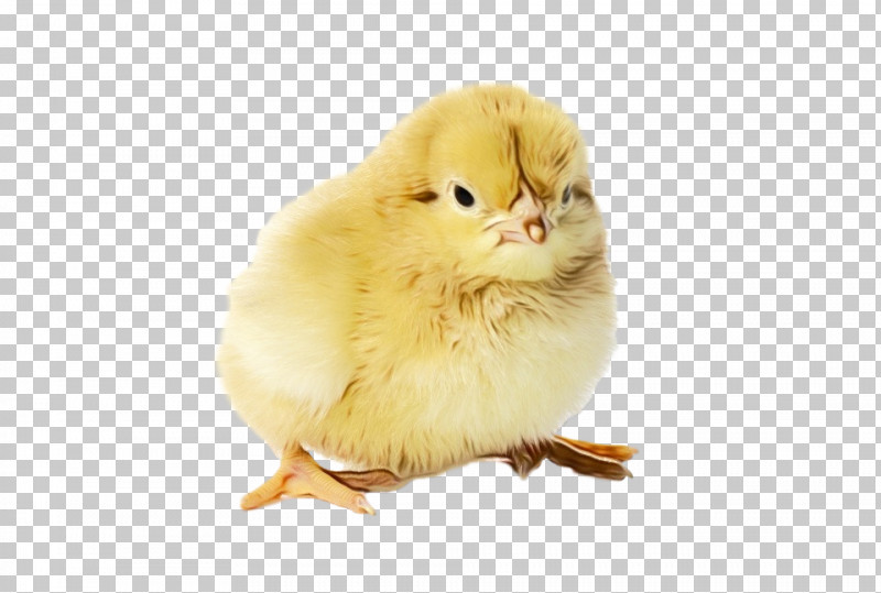Chicken Yellow Bird Poultry Livestock PNG, Clipart, Bird, Chicken, Livestock, Paint, Poultry Free PNG Download