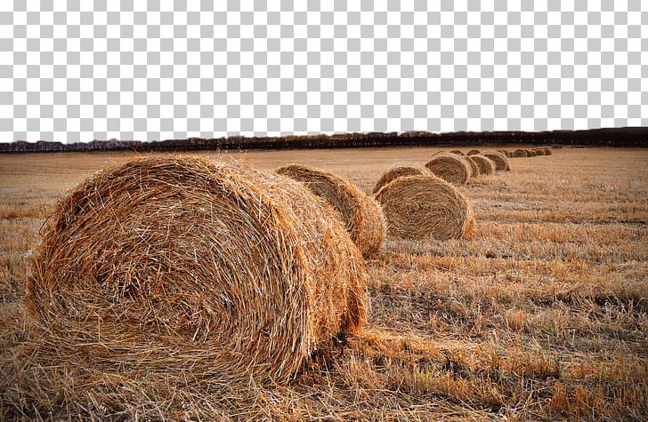 Field Harvest Straw Hay Rural Area PNG, Clipart, Agriculture, Autumn, Baler, Commodity, Crop Free PNG Download