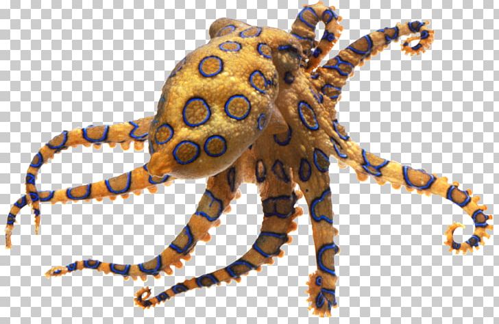 Greater Blue-ringed Octopus Pufferfish Fugu Tetrodotoxin PNG, Clipart, Animal, Animal Bite, Blueringed Octopus, Box Jellyfish, Cephalopod Free PNG Download