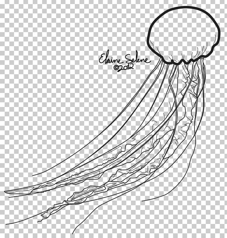 Jellyfish Line Art Drawing Invertebrate PNG, Clipart, Angle, Animal, Area, Arm, Art Free PNG Download