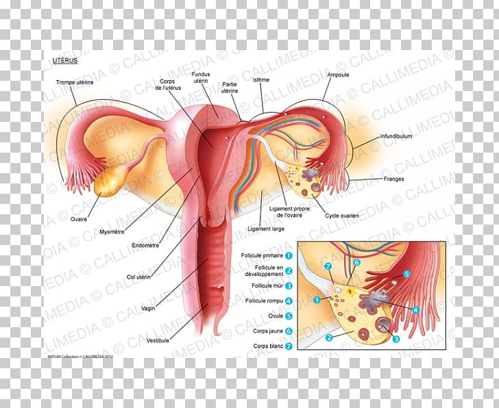 Uterus Fallopian Tube Ovary Myometrium Anatomy PNG, Clipart, Anatomy, Cervical Cancer, Cervix, Ear, Endometrium Free PNG Download