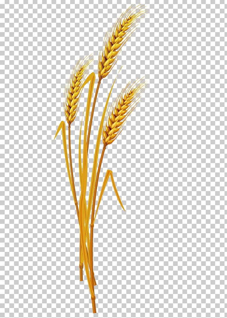Emmer Einkorn Wheat Golden Rice Cereal PNG, Clipart, Barley, Beer, Cereal, Cereal Germ, Commodity Free PNG Download