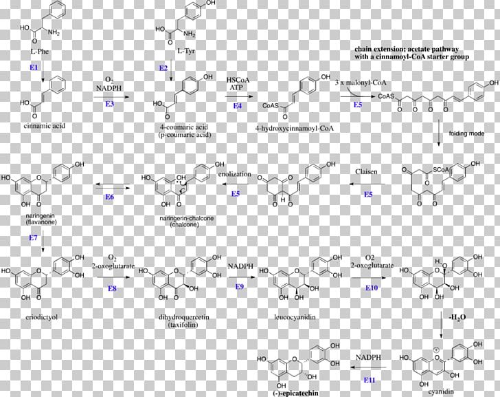 Flavan-3-ol Flavonoid Catechin Flavonols PNG, Clipart, Angle, Anthocyanidin, Area, Auto Part, Benzopyran Free PNG Download