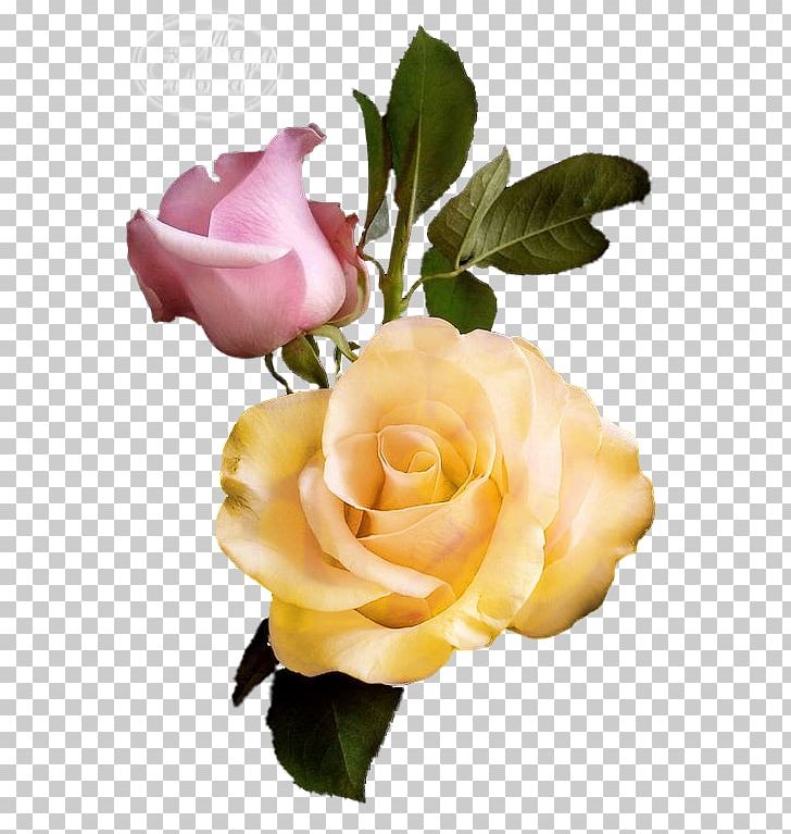 Rainbow Rose Flower Pink Rose Garden PNG, Clipart,  Free PNG Download