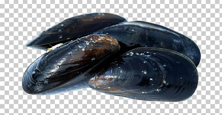 Blue Mussel Seafood Shellfish PNG, Clipart, Animals, Animal Source Foods, Blue Mussel, Brown Trout, Clam Free PNG Download