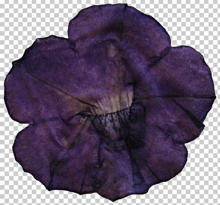 Petal Violet Leaf Family Violaceae PNG, Clipart, Dried Flower, Family, Flower, Leaf, Nature Free PNG Download