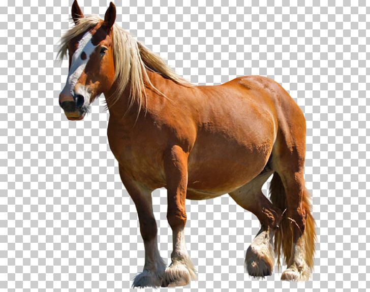 Pony Arabian Horse Percheron Mustang Clydesdale Horse PNG, Clipart, Animal, Arabian Horse, Clydesdale Horse, Draft Horse, Equestrian Free PNG Download