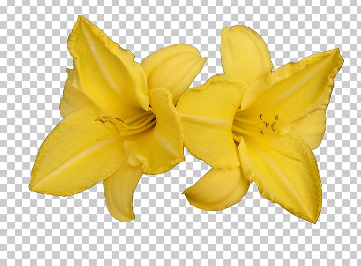 Carambola Daylily Lilium PNG, Clipart, Carambola, Daylily, Flower, Food, Fruit Free PNG Download