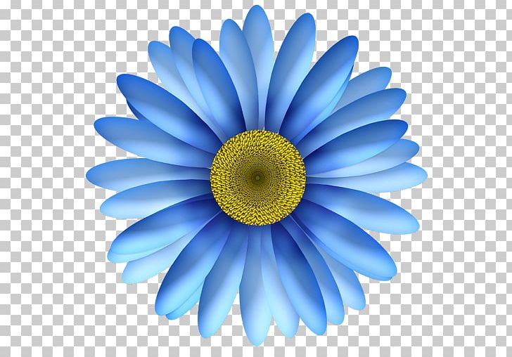 Flower Common Daisy PNG, Clipart, Blue, Chrysanths, Closeup, Common Daisy, Computer Icons Free PNG Download