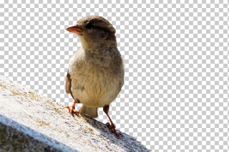 Bird PNG, Clipart, Beak, Bird, Finch, House Sparrow, Perching Bird Free PNG Download