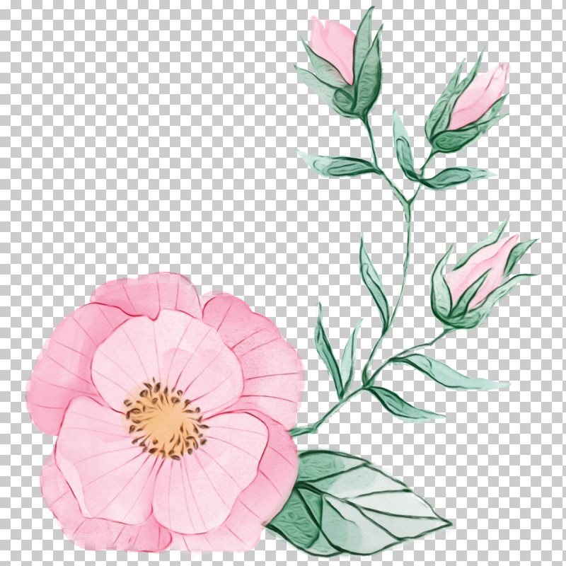 Flower Plant Petal Pink Prickly Rose PNG, Clipart, Chinese Peony, Cut Flowers, Floral, Flower, Herbaceous Plant Free PNG Download