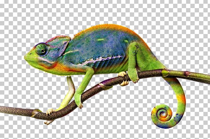 Chameleons Lizard Common Iguanas PNG, Clipart, African Chameleon, Animals, Bukalemun, Chameleon, Chameleons Free PNG Download