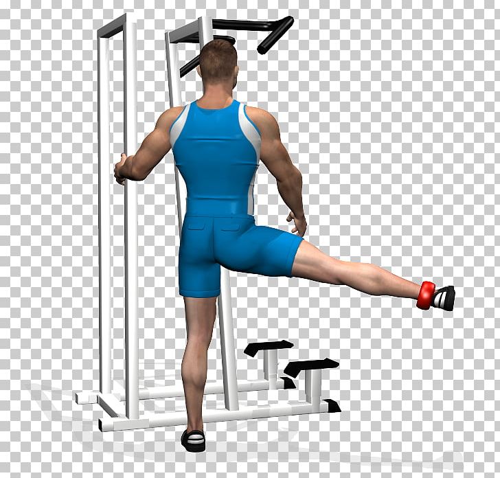 Gluteal Muscles Thigh Crus Human Leg Gluteus Medius PNG, Clipart, Abdomen, Arm, Balance, Calf, Crus Free PNG Download