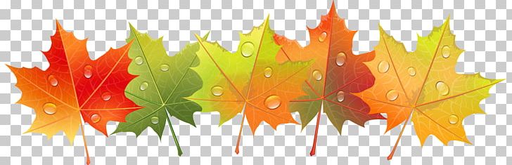Leaf Autumn Drop PNG, Clipart, Autumn, Autumn Leaf Color, Autumn Leaves, Color, Computer Wallpaper Free PNG Download