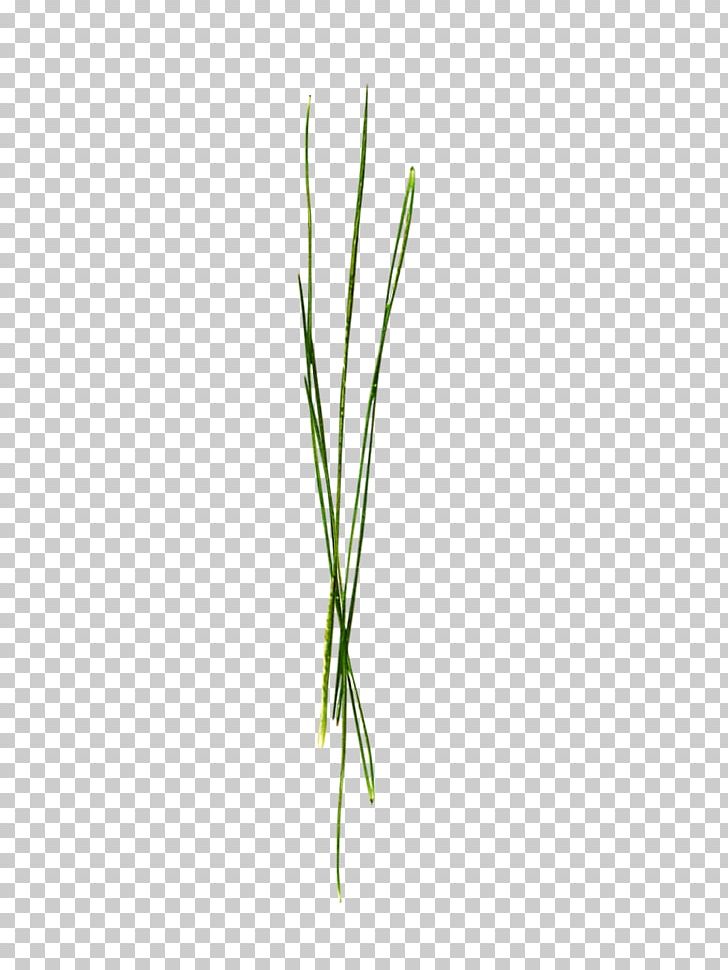Leaf Grasses Green Plant Stem PNG, Clipart, Artificial Grass, Cartoon Grass, Creative Grass, Family, Grass Free PNG Download