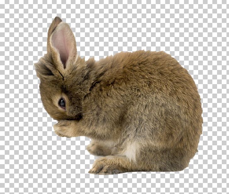 Mini Lop Domestic Rabbit Miniature Lop Easter Bunny Lop Rabbit PNG ...